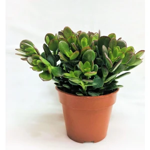 Crassula Ovata - Para ve Şans Bitkisi - 5 Adet Sukulent - Terary