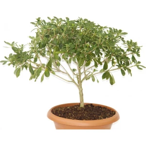 Tunç Botanik Bonsai Yıldız Çalısı Pitosporum 2 Adet - Hediyelik Ev Ofis Bitkis