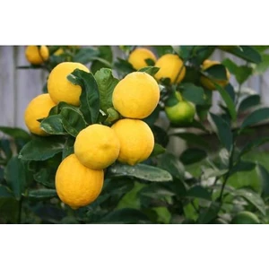 Tunç Botanik Yediveren Limon Fidanı - 3 Yaş Tüplü Fidan