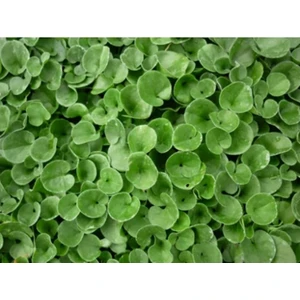 Tohum Diyarı Fare Kulağı 250 gr