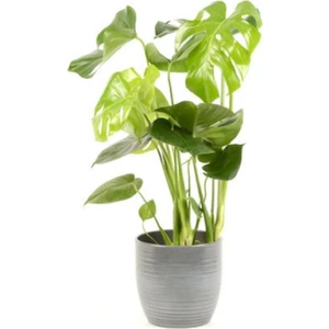 Mor Dekor Deve Tabanı Bitkisi 60 80 cm Monstera Deliciosa Bitkisi Ev Bitkisi Ofis Bitkisi Salon Bitkisi