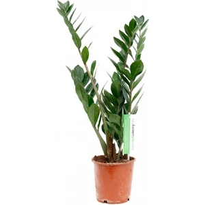 Mor Dekor Zamia Çiçeği 40 50 cm Zeze Çiçeği Zamia Bitkisi Zamioculcas Ev Bitkisi Ofis Bitkisi Salon Bitkisi