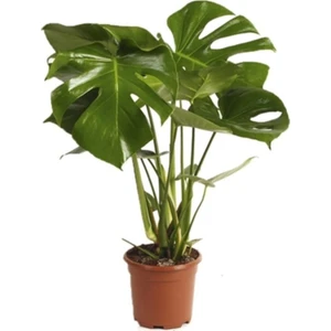 Mor Dekor Deve Tabanı Bitkisi 90 110 cm Monstera Deliciosa Bitkisi Ev Bitkisi Ofis Bitkisi Salon Bitkisi