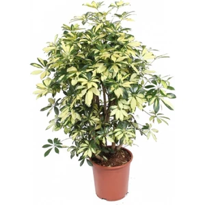 Mor Dekor Şeflera Bitkisi 80 cm Schefflera Bitkisi 5 Parmak Bitkisi Ev Bitkisi Ofis Bitkisi Salon Bitkisi