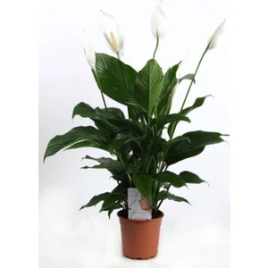 Mor Dekor Barış Çiçeği Spathiphyllum Sokak Lambası Çiçeği Ev Bitkisi Ofis Bitkisi Salon Bitkisi