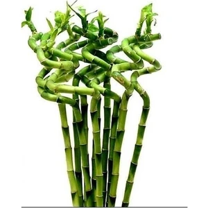 Tunç Botanik ŞANS BAMBUSU 3 ADET - 1 METRE LUCKY BAMBOO