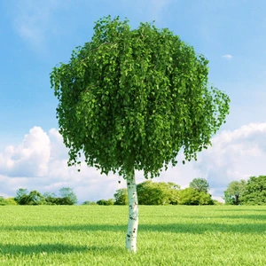 Huş Ağacı Fidanı - Betula Pendula