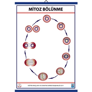 Mitoz Levhası 70 x 100 cm