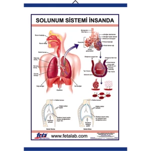 Solunum Sistemi Levhası İnsanda