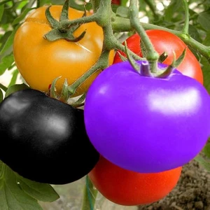 Murat Tohumculuk Murat Tohum Gökkuşağı Rengarenk Cherry Domates Tohumu 10 Adet Tohum