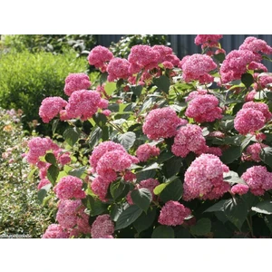 Tunç Botanik Ortanca Fidanı 1 Adet - Saksılı 20-40 cm
