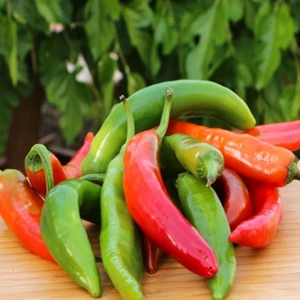 Murat Tohumculuk Murat Tohum Meşhur Acı Hatay Biberi Tohumu Samandağ Biber Tohumu 25 Adet Tohum