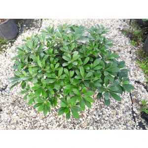 Tunç Botanik Pitosporum 1 Adet Paket - Yer Örtücü Dış Mekan Bitkisi