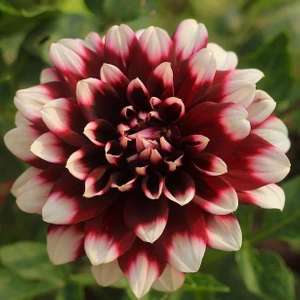 Oxe Garden Dahlia Yıldız Çiçek Tohumu 10'lu