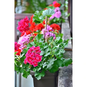 Oxe Garden Sardunya Doğal Çiçek Tohumu 10'lu