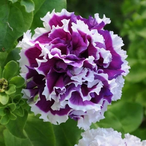 Oxe Garden Petunya Çiçek Tohumu 25 Adet Al Çift Yaprak Doğal Dolgun SaksıTorf