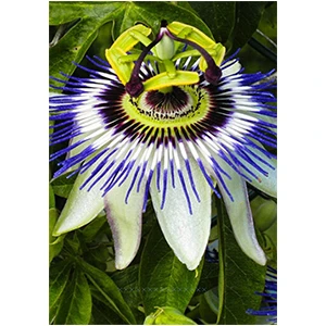 Oxe Garden Pasiflora Çarkıfelek Çiçek Tohumu 5 Adet Doğal Tohum SaksıTorf