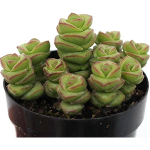 Crassula Jade Necklace Sukulent