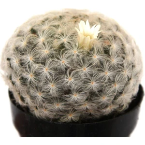 Mamillaria Plumosa Feather Kaktüs