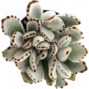 Kalanchoe Tomentose Panda Sukulent