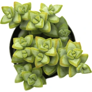 Crassula Rupestris Rosary Vine Sukulent