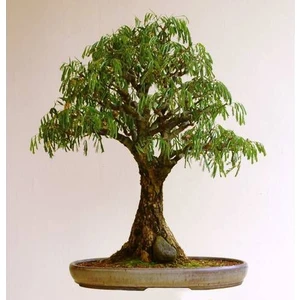 Murat Tohum Bodur Bonsai Kıbrıs Akasyası Tohumu 5 Adet Tohum