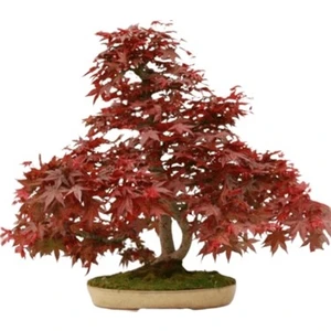 Murat Tohum Bodur Bonsai Flamingo Ağacı Tohumu 5 Adet Tohum