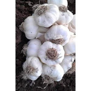 Karahasanoğlu Tarım Tohumluk Maraş Sarımsağı (Diş Halinde) 100 Gr