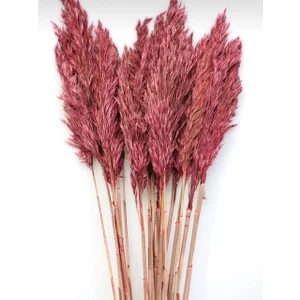 Essuare Design Gül Kurusu Pampas