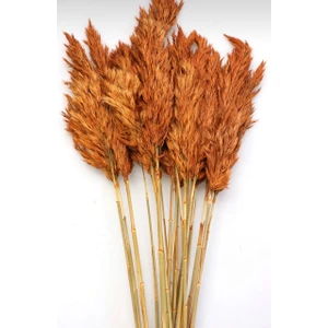 Essuare Design Kiremit Pampas