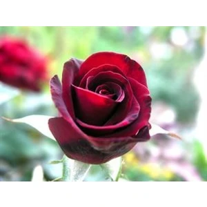 Taşkar Peyzaj Koyu ( Kadife ) Kırmızı Gül Fidanı Yediveren ( 2 Yaş - Tüplü