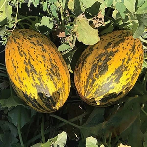 Kavun Tohumu 10 gr Kırkağaç 589 Uzun