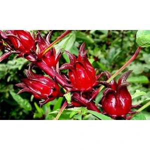 Murat Tohum Sudan Bamyası Çiçeği Tohumu Roselle Çiçeği Hibisküs Çiçeği Tohumu 5 Adet Tohum