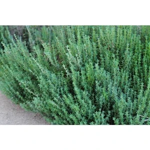 Murat Tohum Aromatik Dağ Kekiği Tohumu 20 Adet Tohum