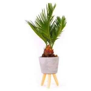 Murat Tohum Bodur Bonsai Palmiye Ağacı Tohum 3 Adet Tohum