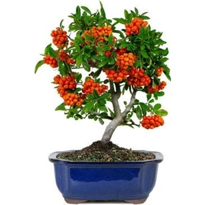 Murat Tohum Bodur Bonsai Kızılcık Ağacı Tohumu 3 Adet Tohum