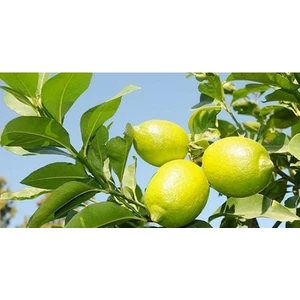 Limon Fidanı