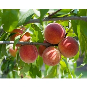 Taşkar Peyzaj Red Haven Şeftali Fidanı ( Aşılı - 2 Yaş ) - Açık Kök - 100-120 cm