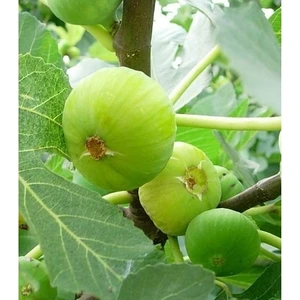 Taşkar Peyzaj Beyaz Incir ( Yediveren ) Fidanı ( 60 - 100 cm )Açık Kök