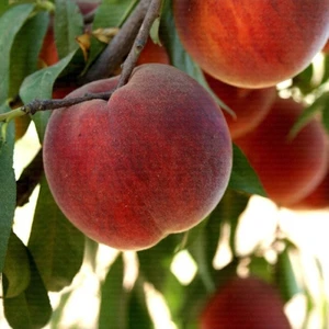 Taşkar Peyzaj Red Elagant Şeftali Fidanı ( Aşılı - 2 Yaş ) - Açık Kök - 100-120 cm