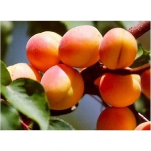 Taşkar Peyzaj Malatya Kayısı Fidanı ( Aşılı - 2 Yaş ) - Açık Kök - 100-120 cm