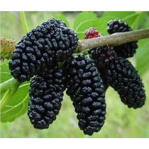 Taşkar Peyzaj Avustralya Siyah Dut Fidanı (Aşılı - 2 Yaş) - Açık Kök - 80-120 cm