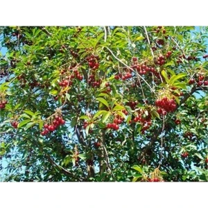 Taşkar Peyzaj Açık Kök Aşılı 2 Yaş Kütahya Vişne Fidanı 100-120 cm