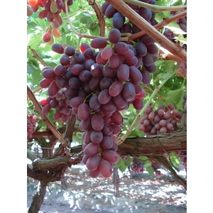 Taşkar Peyzaj Flame Seedless Üzüm Asma Fidanı Açık Köklü