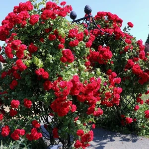 Taşkar Peyzaj Kırmızı Kokulu Sarmaşık Gül Fidanı (Yediveren - Tüplü) 100-120 cm