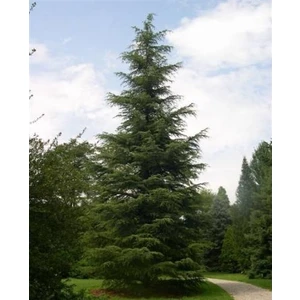 Taşkar Peyzaj Sedir Selvi Çam Fidanı ( Tüplü ) 100-150 cm