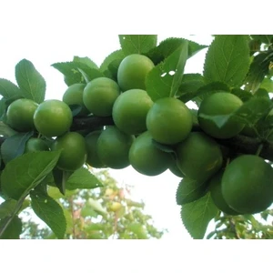 Taşkar Peyzaj Papaz Erik Fidanı ( Aşılı - 2 Yaş ) - Açık Kök - 100-120 cm