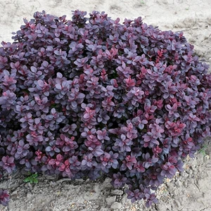 Taşkar Peyzaj Berberis Fidanı
