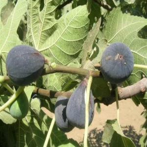 Taşkar Peyzaj Bursa Siyah Incir ( Yediveren ) Fidanı ( 60-100 cm )Açık Kök