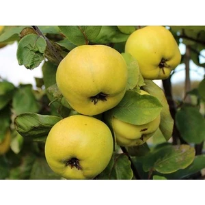 Taşkar Peyzaj Eşme Ayva Fidanı ( Aşılı - 2 Yaş ) - Açık Kök - 100-120 cm